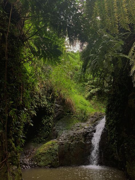 hiking to a waterfall filled with green plants around Island Survival Aesthetic, Idealistic Aesthetic, Gloomy Beach Aesthetic, Hawaiian Nature, Hawaii Forest, Hiking In Hawaii, Waterfall Aesthetic, Oahu Hikes, Hawaii Hikes