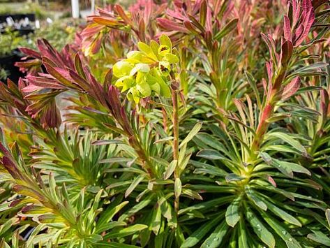 Euphorbia Martinii, Euphorbia Plant, California Landscaping, Full Sun Plants, Plant Catalogs, Patio Plants, Sun Plants, Water Wise, Late Spring