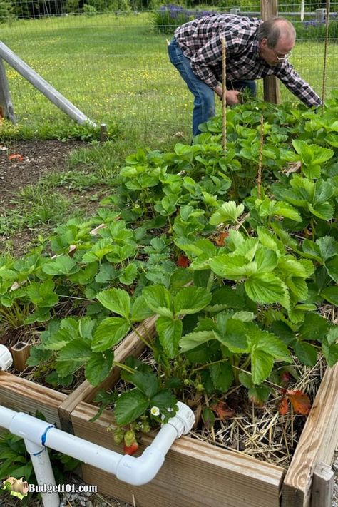 Copper Gardening, Garden Copper Ideas, Grounding Your Garden With Copper, Copper Wire Garden, Copper In The Garden, Copper Garden, Copper Wire Gardening, Copper In Garden, Copper Rods In Garden