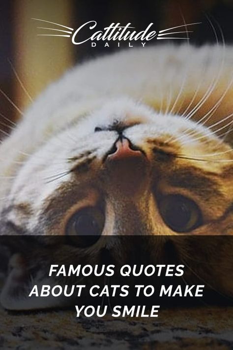 As a cat lover, quotes about cats have a special meaning for us. Check out this list of famous cat quotes! #CattitudeDaily #catquotes #famouscatquotes #sayingsforcatlovers Cat Therapy Quotes, Sarcastic Cat Quotes, Kitty Quotes Cute, Kitten Quotes Cute, Funny Cat Quotes Humor, Cat Quotes Funny Cute, Quotes Cats Love, Cat Poems Short, Funny Cat Quotes Hilarious