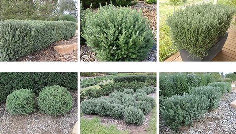 Grey Box™ – Screening & Hedging Plants Plant Screening, Coastal Rosemary, Westringia Fruticosa, Growing Herbs At Home, Box Hedge, Box Hedging, Hedging Plants, Border Plants, Plant Garden