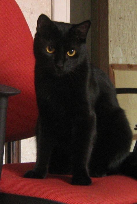 Bombay Cat, Multiple Cats, Pretty Cat, Intro Video, Cats Breeds, A Black Cat, Cat Pictures, Cute Black Cats, White Cats