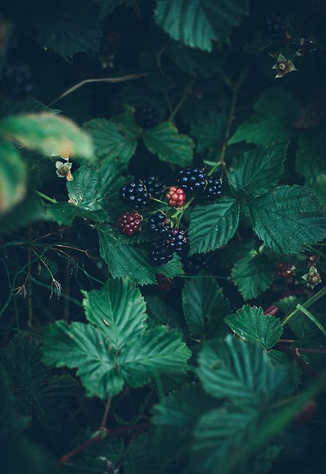 Blackberry Bush, Blackberry Picking, Nature Photography Tips, The Secret Garden, Trendy Flowers, Stardew Valley, Dark Forest, Enchanted Forest, Summer Photography