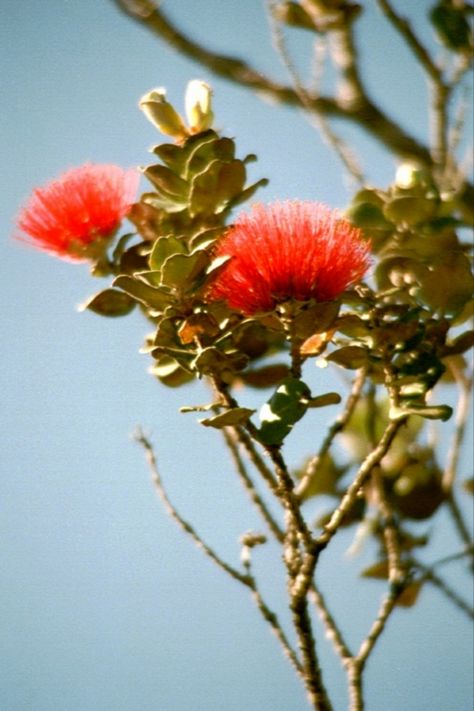 Ohia Lehua Tattoo, Hawaiian Foliage, Ohia Lehua Flower, Native Hawaiian Plants, Hawaii Garden, Ohia Lehua, Hawaii State Flower, Hawaiian Goddess, Sea Hibiscus Tree