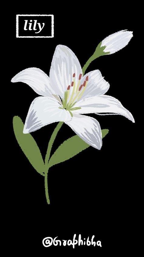 White lily's flowers illustration White Lily Painting Easy, Lily Flower Clipart, White Lily Illustration, Lily Bucket Flower, Lily Illustration Flower, White Lily Drawing, White Lily Painting, Lily Flower Sketch, Lilly Illustration