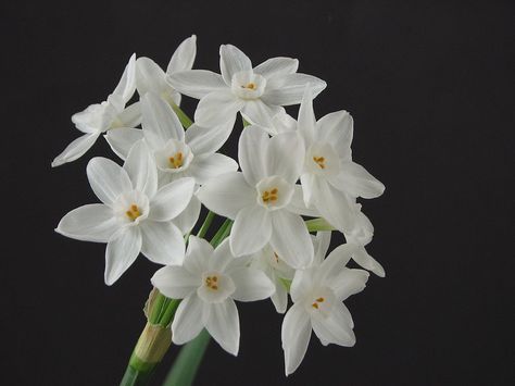 paperwhites December Flower, December Birth Flower, July Birth Flower, October Birth Flowers, September Birth Flower, November Birth Flower, February Birth Flowers, March Birth Flowers, January Birth Flowers