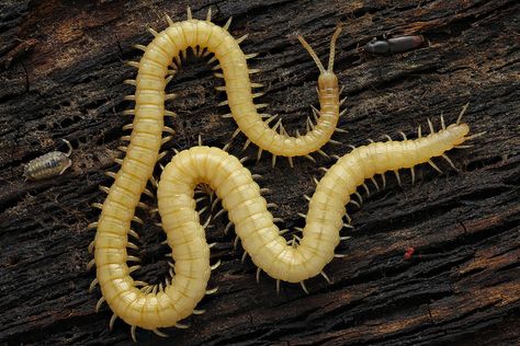 Stigmatogaster | Found this long yellow Burrowing centipede … | Flickr by Andre De Kesel Centipede Reference, Vietnamese Centipede, Centipede Aesthetic, Weird Looking Animals, Millipedes, Centipedes, Cool Insects, Bug Tattoo, Cool Bugs