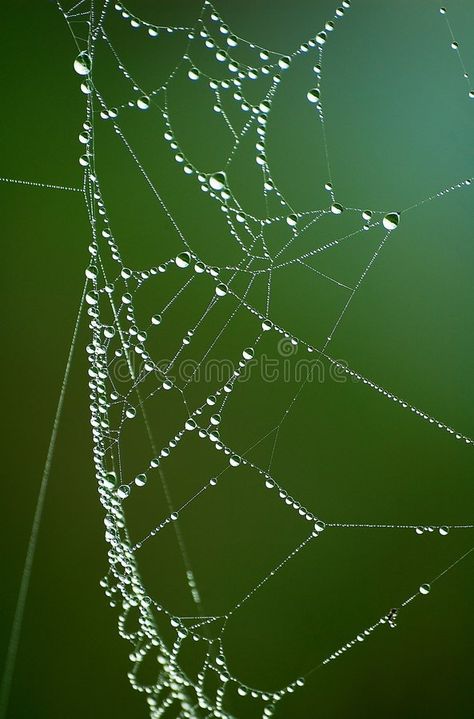 Wet Net 1. Spider Web in morning dew , #Aff, #Net, #Wet, #Spider, #dew, #morning #ad Dew On Spider Web, Spider Web With Water Drops, Spider Web Dew Drops, Dew Drops On Flowers, Dew Drop Photography, Morning Dew, Spider Web, Photo Image, Stock Images