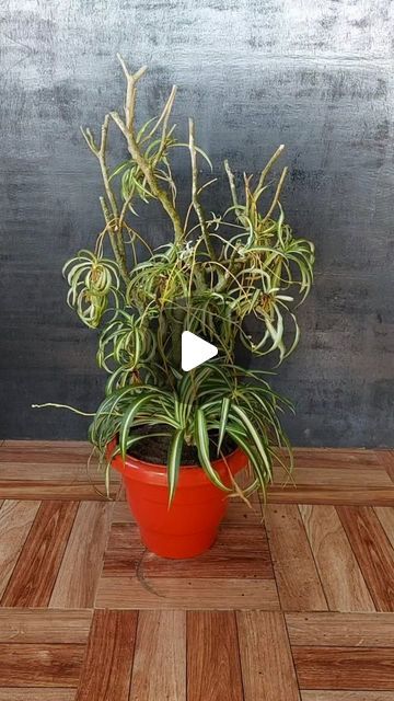 Sona Lepcha on Instagram: "Silken Spaces: Creative Spider Plant Display Ideas for Any Room!" Spider Plants Indoor Display, Spider Plant Decor, Indoor Plant Display Ideas, Spider Plant Babies, Plant Display Ideas, Spider Plant, Plant Display, Spider Plants, March 25