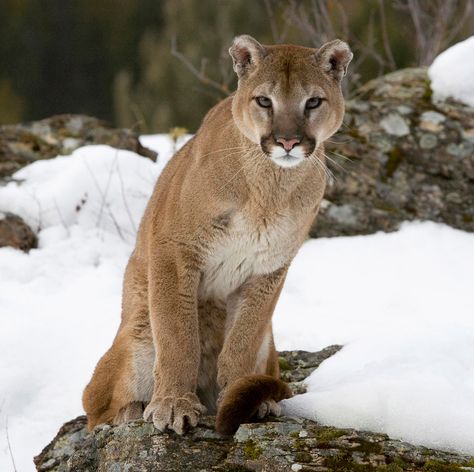 El puma o león de montaña (Puma concolor) e Wildlife Backgrounds, Pumas Animal, Wildlife Wallpaper, Lion Pictures, Big Animals, Mountain Lion, Small Cat, Domestic Cat, Large Cats