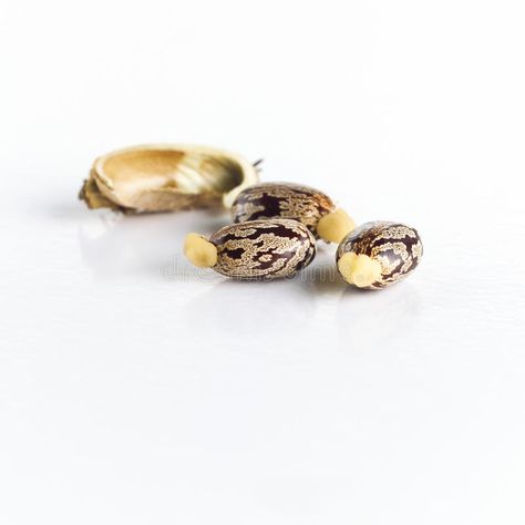 Seed Illustration, Beans Seeds, Castor Seed, Social Media Drawings, Bean Seeds, Background White, African Food, Stock Photography Free, White Beans