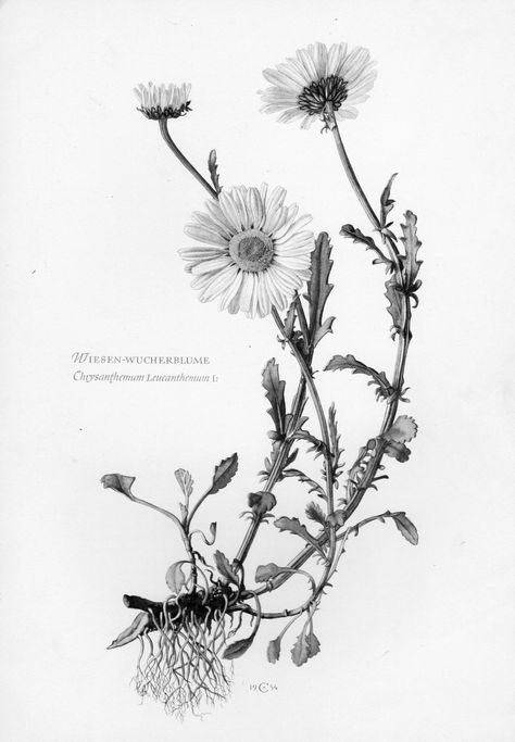 Wild Daisy Tattoo, Daisy Tattoo, Ink Pen Drawings, Botanical Illustration, Blackwork, Ink Drawing, Pen And Ink, Wild Flowers, Tatting