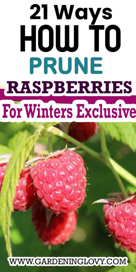 how to prune raspberries in summer

what happens if you don't prune raspberries

preparing raspberries for winter

can i prune raspberries in spring

pruning raspberries nz

forgot to prune raspberries

raspberry canes too tall

raspberry pruning video Preserving Raspberries, Raspberry Pruning, Raspberry Gardening, Raspberries Garden, Raspberry Garden, Spring Pruning, Pruning Raspberries, Gardening Fruits, Heirloom Gardening