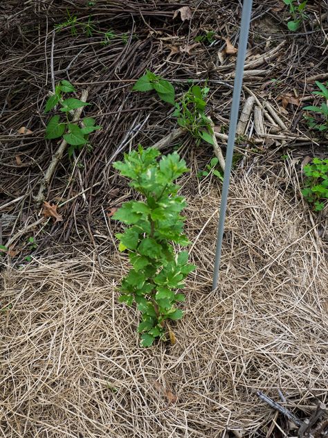 With a stiff, upright habit and open branches, rose of Sharon works in both informal and formal garden arrangements. Transplanting a rose of Sharon shrub is not difficult. Click this article for tips on how and when to transplant this shrub. How To Transplant Rose Of Sharon, Rose Of Sharon Tree Landscape Ideas, Rose Of Sharon Companion Plants, Rose Of Sharon Bush In Landscaping, Rose Of Sharon Landscape Ideas, Rose Of Sharon Tree, Rose Of Sharon Bush, Rose Of Sharon, Garden Shrubs