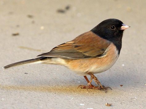 Dark-Eyed Junco ("Oregon") (Junco hyemalis oreganus) Oregon Junco, Junco Bird, Dark Eyed Junco, American Robin, Tail Feathers, Backyard Birds, Dark Eyes, All Birds, Small Birds