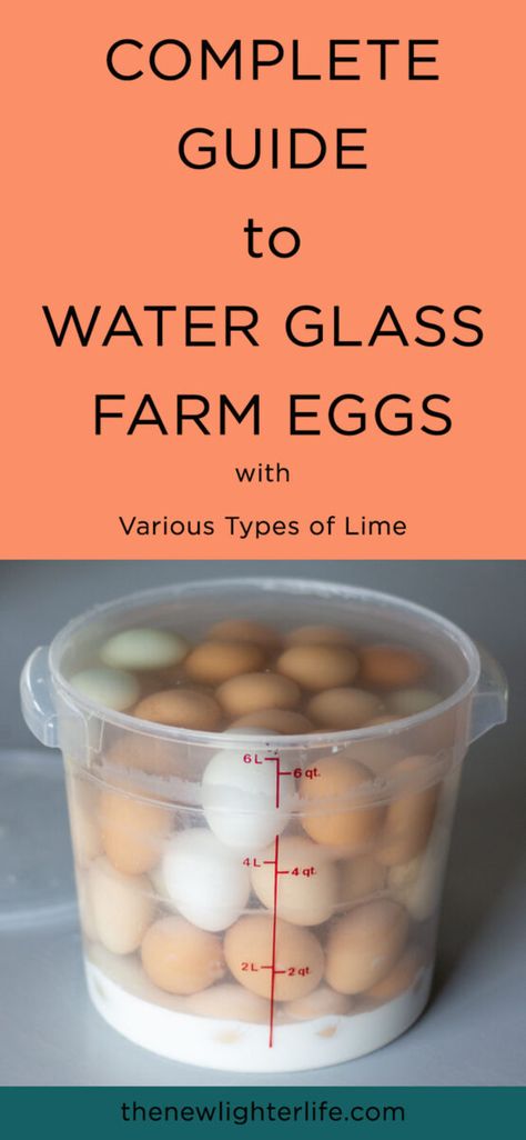 Garden Hod, Preserve Eggs, Preserving Eggs, Storing Eggs, Freezing Eggs, All About Water, Canning Food Preservation, Raising Backyard Chickens, Frugal Family