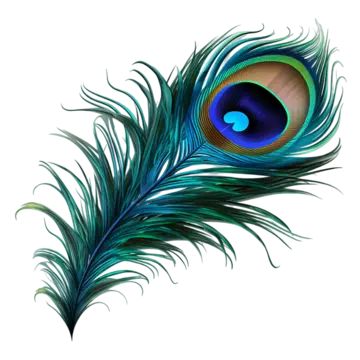 peacock bird feather,on white background,peacock bird feather on white background,peacock feather,feather,peacock,birds,decoration,beautiful,quill,green peacock,peacock feather pattern,colored feathers,blue,green,wings,beautiful feather,feather decoration,peacock ling,bird,a feather,colorful peacock feathers,feathers falling,feathers,colorful,animal feather,colored,color,sticker,decorative,hand painted,cartoon,creative,hand,painted,transparent,abstract,cute,cartoon peacock,peacock pictures,peacock illustration,elegant,bird feathers,hair,bird feather,decorative pattern,animal,tail,peacock feathers,pretty,hand drawn peacock,mor pankh,krishna jayanthi,head,eye,plant,eyelash,human body,iris,art,aqua,terrestrial plant Mor Pankh Png, Mor Pankh Drawing, Tattoo Peacock Feather, Shell Drawings, Peacock Feather Painting, Peacock Feather Drawing, Mor Pankh, Feather Printable, Peacock Illustration