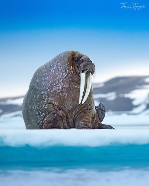 Walrus Photography, Water Creatures, Animal References, Animal Drawing, Animal Photos, Sea Lion, Nature Images, Big Boy, Animal Photo