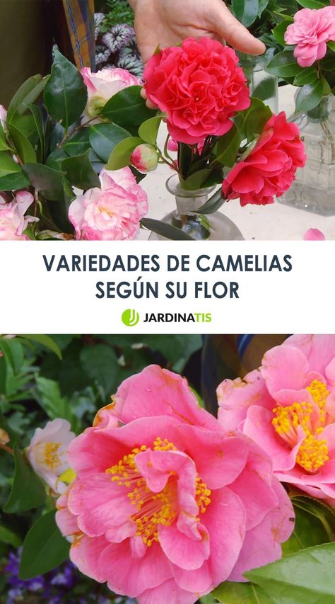 Os mostramos las distintas variedades de camelias según la flor que generan.  #jardinatis #decogarden #camelias #flores #plantas #jardinería Camellia Plant, Small Stuff, Plants, Flowers, Quick Saves