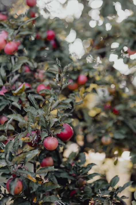 Red apples on a tree in the garden Stacked Pumpkins, Fall Apples, Hello Lovely, 수채화 그림, Apple Orchard, Harvest Festival, Autumn Beauty, Autumn Cozy, Apple Tree