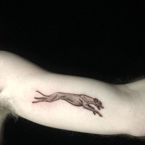 Sierah Skye on Instagram: "P Kay Love Lee @love_always_collective #greyhound #greyhoundlife #micro #blackandgreyink #3rl #artist #colorado #denver #tattoo #soft #dog #dogs #denverartist #denvertattooartist" Lurcher Tattoo, Barking Dog Tattoo, Whippet Tattoo, Denver Tattoo, Baker Tattoo, Joe Baker, Greyhound Tattoo, Awful Tattoos, Dog Tattoo Ideas