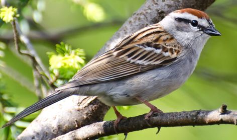 35 MOST Common Birds in Louisiana! (2023) - Bird Watching HQ Finch Feeders, American Crow, Bird Feeding Station, Song Sparrow, Downy Woodpecker, American Robin, Ruby Throated Hummingbird, Eastern Bluebird, Common Birds