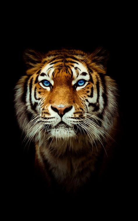 Tiger Wallpaper Iphone, Lion Live Wallpaper, Tiger Images, Japanese Tiger, Wild Animal Wallpaper, 4k Wallpaper Iphone, Tiger Wallpaper, 3d Wallpaper Iphone, Tiger Pictures