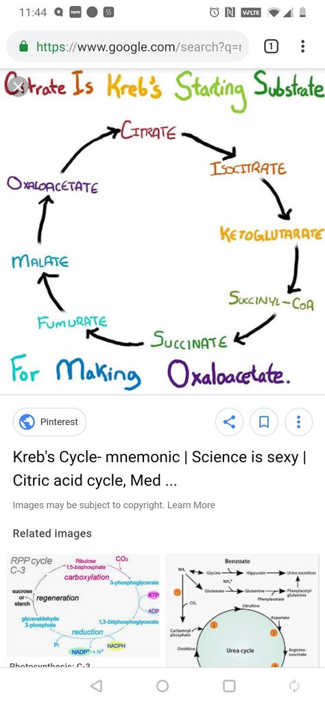 Pharmacy School Study, Citric Acid Cycle, Biochemistry Notes, Study Sheets, Notes School, Krebs Cycle, Mcat Study, Pharmacy School, Revision Notes