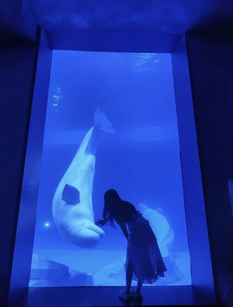 Echolocation Aesthetic, Aquarium Date, Aquarium Aesthetic, Aquarium Photos, Aquarium Pictures, Dream Dates, World Water Day, Ocean Wallpaper, Ocean Vibes