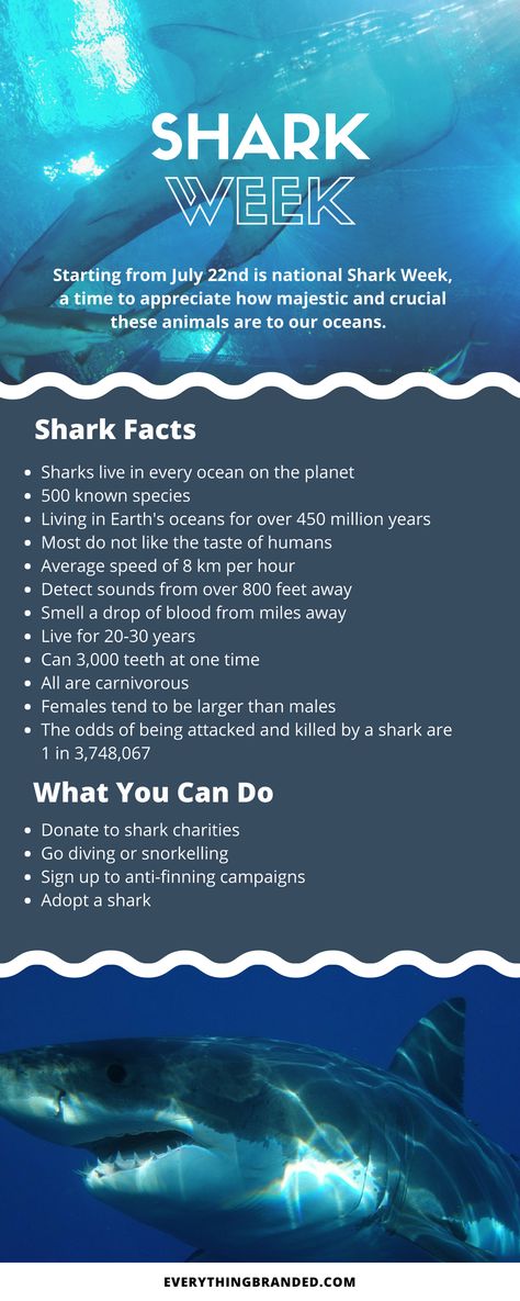 Shark Facts/ Anatomy, Shark Week 2024, Tiger Shark Facts, Shark Week Aesthetic, Shark Special Interest, Marine Biology Sharks, Lemon Shark Facts, Know Your Sharks, Sharks Infographic