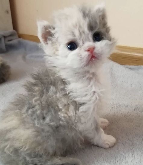 Snoopy Cat, Curly Cat, Funniest Cat, Selkirk Rex, Mini Cat, Rex Cat, Kittens And Puppies, Cats Kittens