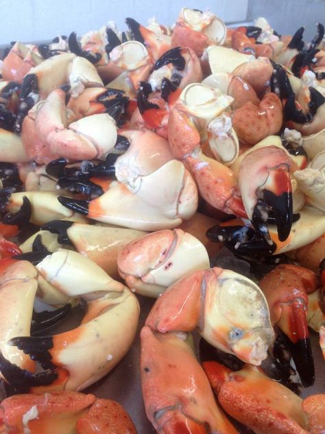 Best Advice About Stone Crab Claws! Stone Crab Claws Recipe, Crab Claws Recipe, Crab Claw Recipes, Lent Food, Stone Crab Claws, Stone Crab, Crab Claw, Lent Recipes, Crab Claws