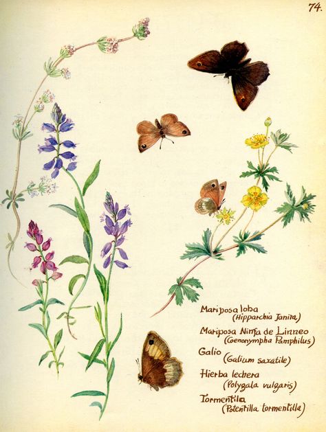 Edith Holden Wildflower Pictures, Country Diary Of An Edwardian Lady, Butterfly Botanical, Edith Holden, English Flowers, Botanical Book, Edwardian Lady, Brown Butterfly, Michel De Montaigne