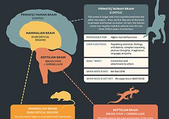 Infographics Archives - Page 3 of 4 - NICABM Interpersonal Neurobiology, Brain Infographic, Therapy Thoughts, Reptilian Brain, Simple Infographic, Healthy Book, Brain Science, Bible Promises, Therapy Counseling