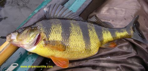 Fish Reference, Yellow Perch, Fish Photos, Food Planning, Crappie Fishing Tips, Fish Carving, Fish Mounts, Fishing Basics, How To Fish