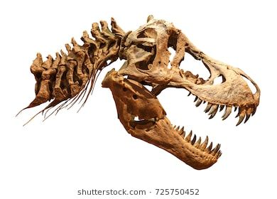 Skeleton of Tyrannosaurus rex ( T-rex ) on isolated background . ( Skull and Neck ) . Dinosaur Tattoos, Skeleton Drawings, Jurrasic Park, Prehistoric Art, Paleo Art, Dinosaur Fossils, Jurassic Park World, Dinosaur Art, Prehistoric Creatures