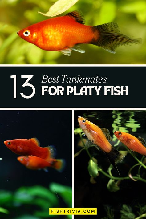 Find the perfect partners for your Platy fish with our straightforward and effective guide. Learn about the species that coexist peacefully with Platies, contributing to a balanced and joyful aquarium. Platy Fish Aquarium, Platy Fish, Oscar Fish, Cherry Shrimp, Community Tanks, Fish Supplies, Fish Care, All Fish, Live Fish