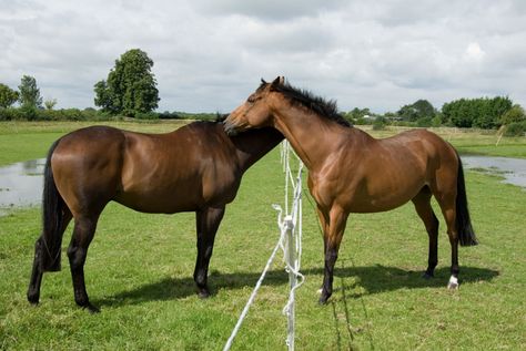 Temporary electric fencing can allow you to make the most of your pasture grazing while keeping horses safe and where they belong. Temporary Horse Fence, Field Poses, Rotational Grazing, Grazing Horse, Temporary Fencing, Electric Fencing, Pasture Fencing, Horse Fencing, Electric Fence