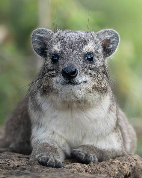 WILDLIFE | ANIMALS | NATURE on Instagram: “If size mattered, the elephant would be king of the jungle.  Rock Hyrax from Nairobi National Park . Credit : @spotclickpost . 🍀Follow…” Hyrax Animals, Rock Hyrax, Nairobi National Park, Animal T Shirt, Animals Tattoo, Tattoo Nature, Animal Aesthetic, Tropical Animals, King Of The Jungle