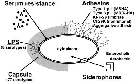 Klebsiella pneumoniae: Properties, Diseases, Lab Diagnosis • Microbe Online Pneumonia Causes, Klebsiella Pneumoniae, Gram Negative Bacteria, Infection Control, Bacterial Infection, Urinary Tract, Microbiology, Lps, Type 3