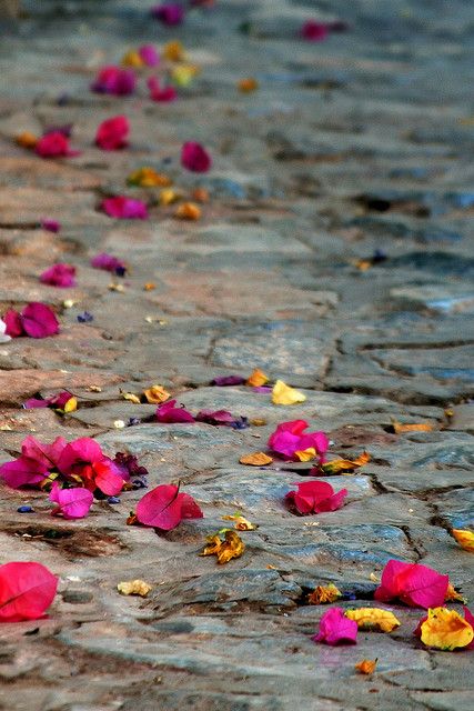 rose petals on a paved path at Hydra, Greece - abeverat Purple Home, Bougainvillea, Jolie Photo, Flower Petals, Simply Beautiful, Rose Petals, Color Inspiration, Beautiful Photo, Flower Power