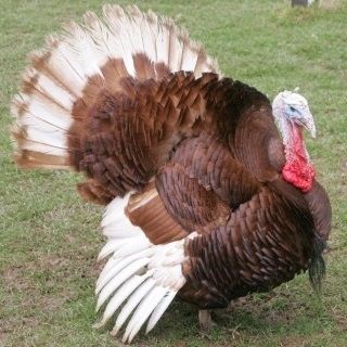 Bourbon Red Turkey Bourbon Red Turkey, Turkey Breeds, Bourbon Turkey, Silkie Bantam, Poultry Breeds, Meat Birds, Day Old Chicks, Tender Meat, Farming Business