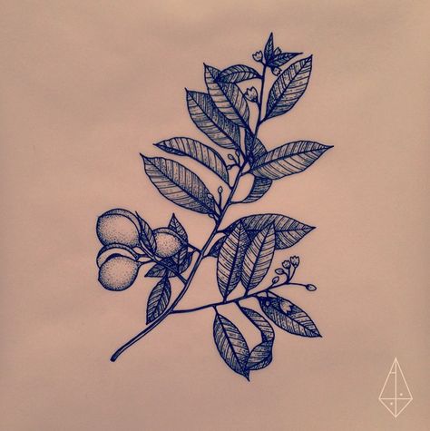 Nutmeg tat Nutmeg Tree, Tatto Sleeve, Plant Sketches, Branch Tattoo, Plant Tattoo, Delicate Tattoo, Tree Tattoo, Simplistic Tattoos, Tattoo Inspo