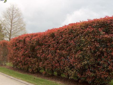 Awesome Red Leaf Photinia hedge, an evergreen broadleaf shrub Lilly Pilly Hedge, Hedge Ideas, California Landscaping, Spring Foliage, Hedge Plants, Lilly Pilly, Concrete And Wood, Privacy Plants, Swimming Pool Landscaping