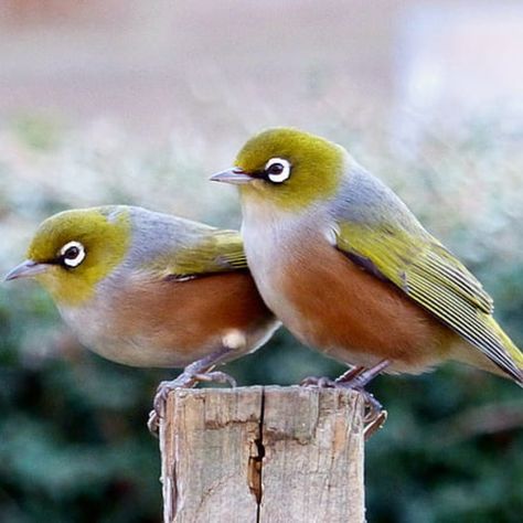 Nz Birds, Bird Guide, Australian Wildflowers, Kiwi Bird, Nz Art, Brown Bird, Tiny Bird, Green Bird, Polymer Clay Animals