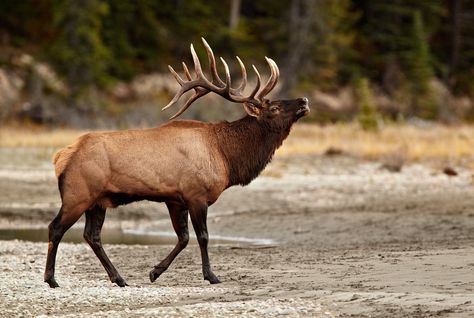 Elk- Cervus canadensis Elk Wallpaper, Elk Images, Roosevelt Elk, Hunting Wallpaper, Elk Pictures, Elk Photography, Deer Wallpaper, Snow Monster, Coyote Hunting