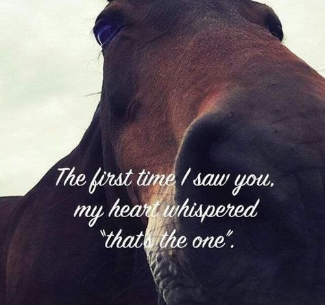 the 1st time Equine Quotes, Horse Meme, Heart Horse, Inspirational Horse Quotes, Horse Riding Quotes, Equestrian Quotes, Racing Quotes, Cowgirl Quotes, Riding Quotes