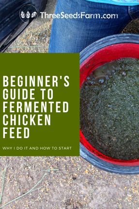 Fermented Feed For Chickens, Best Chicken Food For Chickens, Fermenting Chicken Feed How To Make, Fermented Chicken Food, Ferment Chicken Feed, How To Ferment Chicken Feed, Fermented Chicken Feed How To Make, Fermented Chicken Feed Recipe, Organic Chicken Feed Recipe