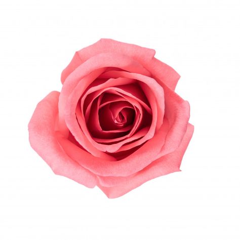 Top view and isolate image of beautiful pink rose flower. Premium Photo Pink Rose Icon, Rose White Background, Top Down View, Rose Meaning, Pink And White Background, Floral Wedding Invitation Card, Background Flower, Rose Illustration, Leaf Illustration