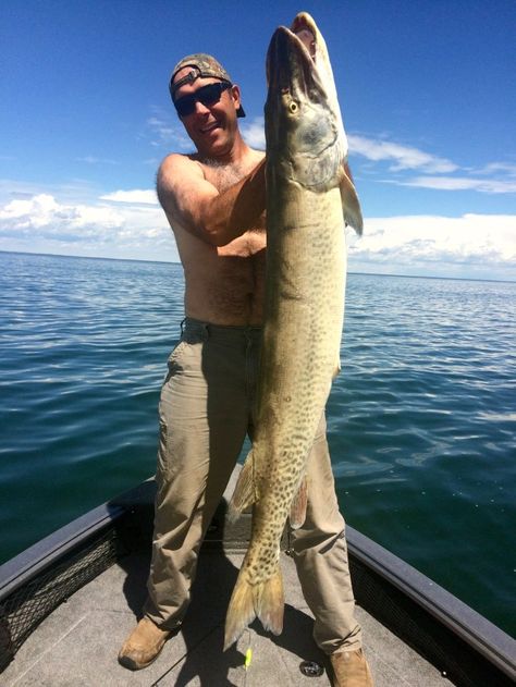 Lunker Muskie found floating in Lake Mille Lacs in June 2017 would have broken the Minnesota state record had it been caught alive. The current state record is a 56 incher caught in 1957 in Lake Winniebigoshish. The fish pictured here measured 59½ inches long. It is missing its right pelvic fin, so the Minnesota DNR believes that it might be have been stocked in the lake in 1992. They clipped the right pelvic fins that year before they stocked. Lake Sturgeon, Muskie Fishing, Musky Fishing, Trophy Fish, Fish Pose, Different Fish, Dead Fish, Pike Fishing, Boy Fishing